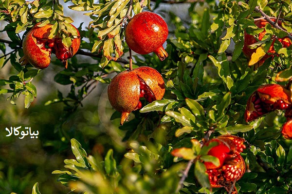 کاشت درخت انار در مشهد